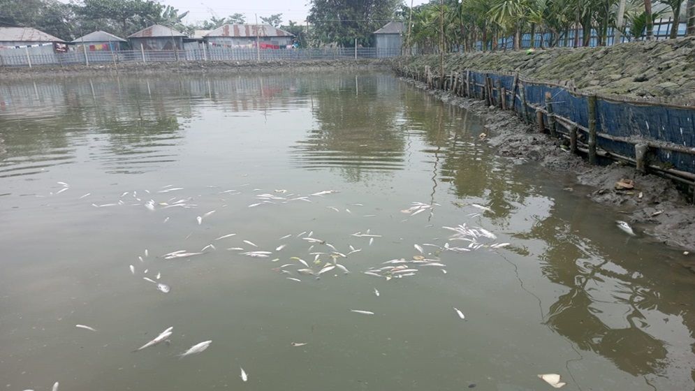গঙ্গাচড়ায় পুকুরে বিষ প্রয়োগে ৫০ লাখ টাকার মাছ নিধন