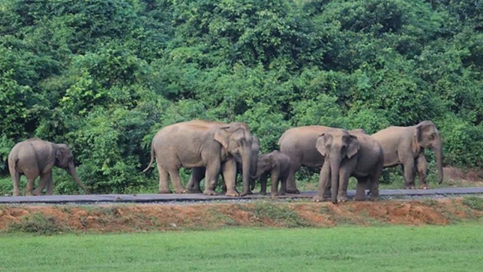 ৩০ বছরেও হাতির জন্য গড়ে উঠেনি অভয়ারণ্য, বিপাকে পাহাড়ি গ্রামবাসীরা