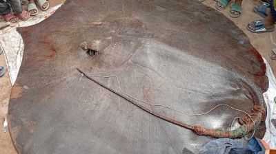 মেঘনায় ধরা পড়ল ৮ মণ ওজনের শাপলাপাতা মাছ 