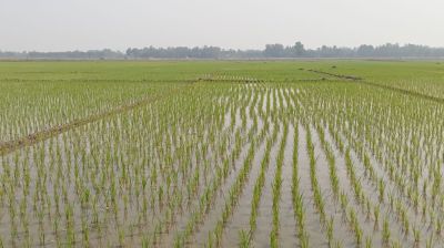  ১০ লাখ ৩৬ হাজার হেক্টর জমিতে পানি দিচ্ছে বিএমডিএ
