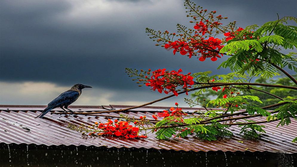 হালকা বৃষ্টির আভাস, বাড়বে তাপমাত্রা