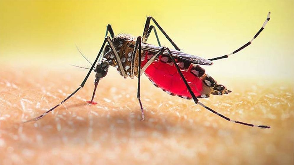 ডেঙ্গুতে একদিনে বরগুনায় দুইজনের মৃত্যু