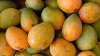 রাসায়নিকমুক্ত মিষ্টি আম চেনার উপায়