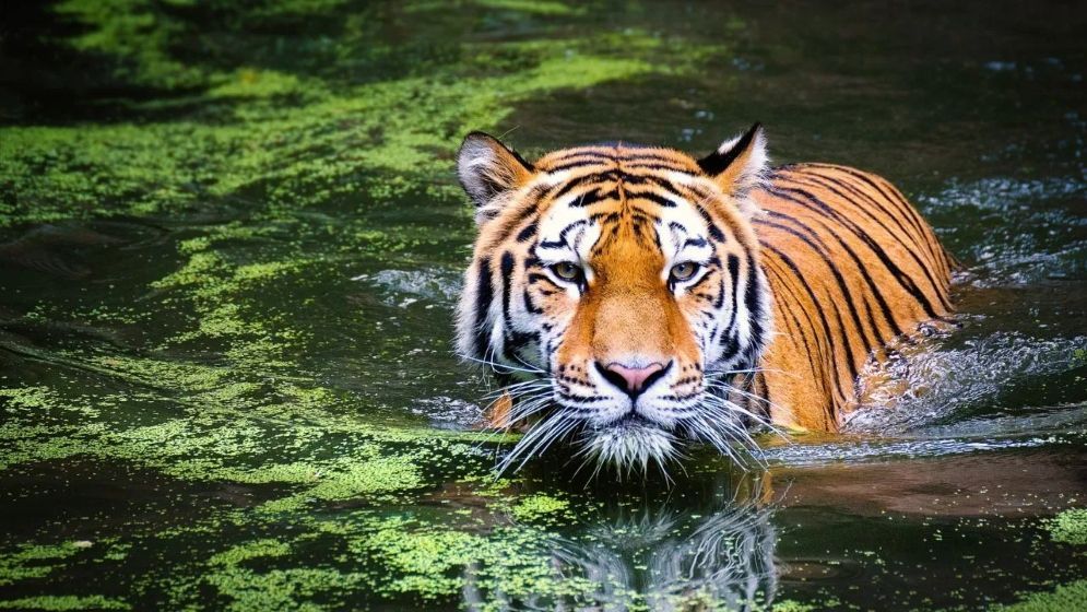 সুন্দরবনে বাড়ছে বাঘের সংখ্যা