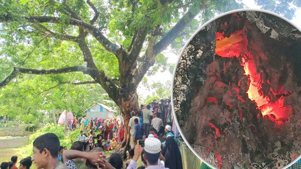 গাছের ভেতরে জ্বলছে আগুন, নেভাতে ব্যর্থ ফায়ার সার্ভিস