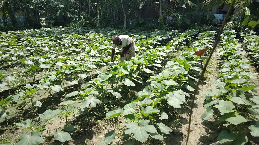 নোনাজলে ভেসে থাকা স্বপ্ন: উপকূলীয় কৃষির অভিযোজন ও সম্ভাবনার পথরেখা