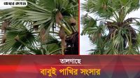  হারিয়ে যাচ্ছে বাবুই পাখির বাসা