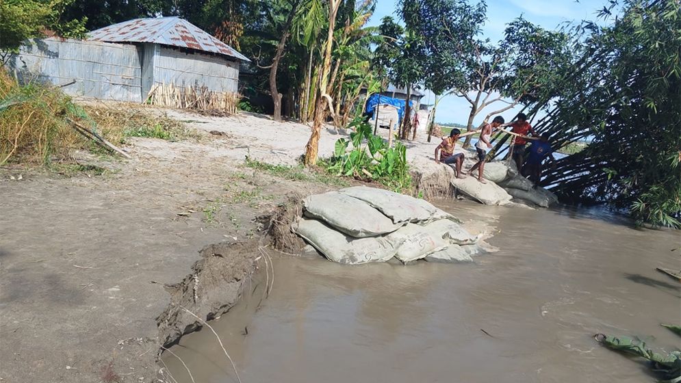 গঙ্গাচড়ায় তিস্তার ভাঙনে বিলীন ফসলি জমি, আতঙ্কে অর্ধশত পরিবার