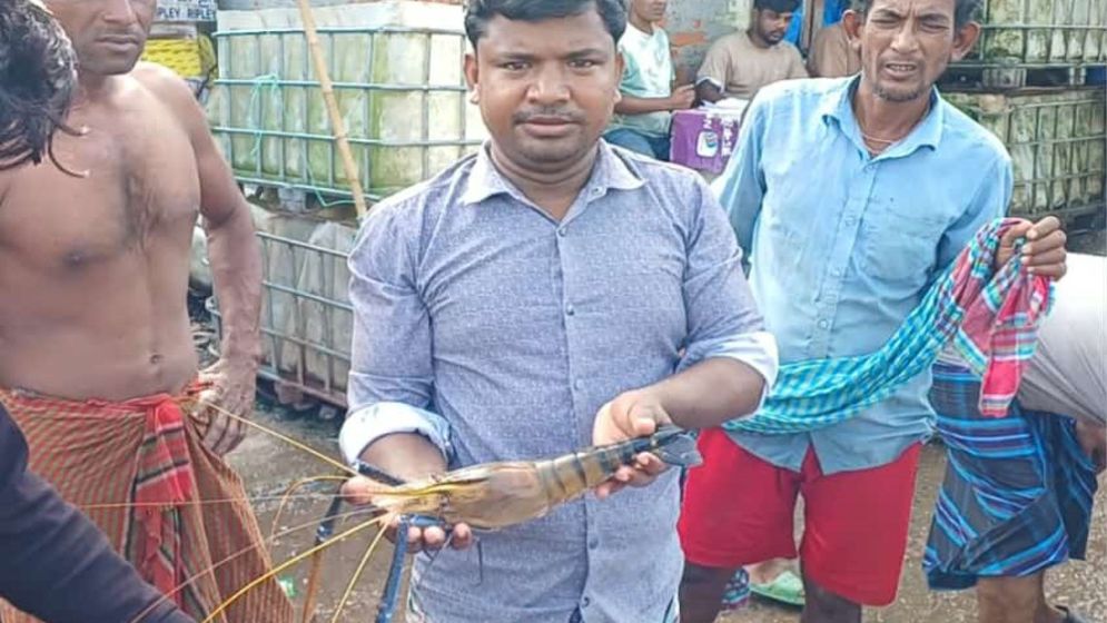 এক চিংড়ির ওজন আধা কেজি, দাম কত?
