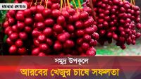 সমুদ্র উপকূলে আরবের খেজুর চাষে সফল কলাপাড়ার দুই সহোদর
