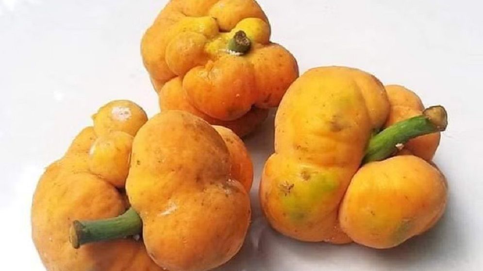 দেশি ফল ডেউয়ার গুণাগুণ জানলে অবাক হবেন