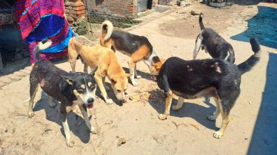 গোমস্তাপুরে বেওয়ারিশ কুকুরের উপদ্রব, আতঙ্কে জনজীবন