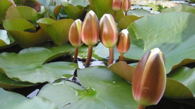 ইসির প্রতীক তালিকায় যুক্ত হলো ‘শাপলা কলি’