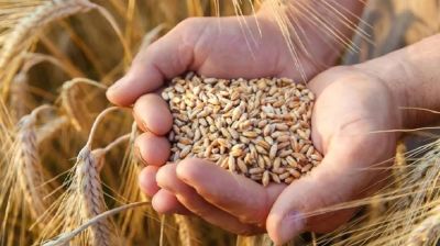 যুক্তরাষ্ট্র থেকে প্রথমবারের মতো সরকারিভাবে গম আমদানি শুরু 