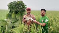বিলুপ্তির পথে চলনবিলের জীববৈচিত্র্য