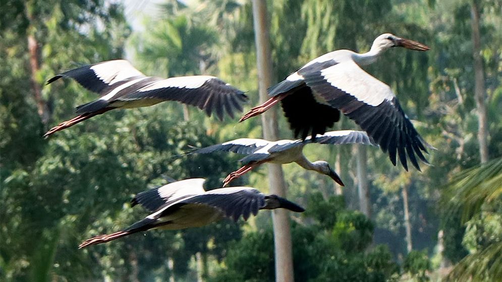 বিরল শামুকখোল পাখির অভয়ারণ্য