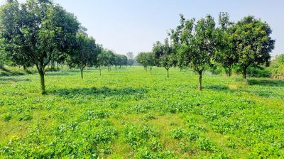 আম বাগানে সাথী ফসল হিসেবে মাসকলাই চাষে সফল কৃষকরা