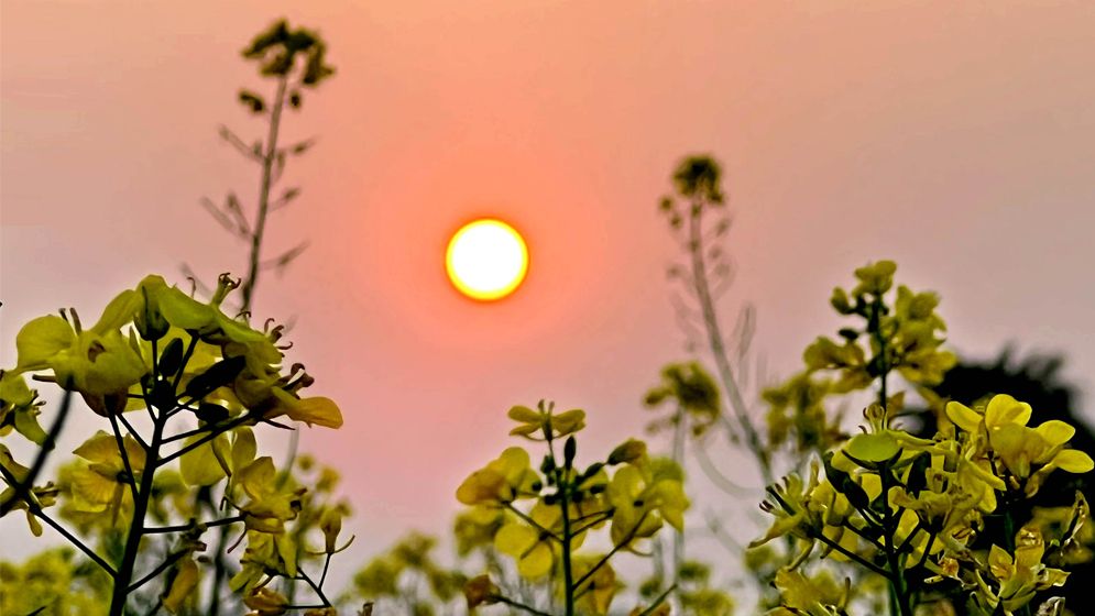 তাপমাত্রা নিয়ে নতুন বার্তা দিলো আবহাওয়া অফিস