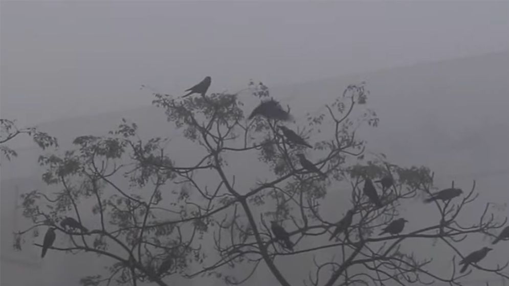 ৪৪ জেলায় শৈত্যপ্রবাহ, ঘন কুয়াশায় বাড়ছে শীতের তীব্রতা