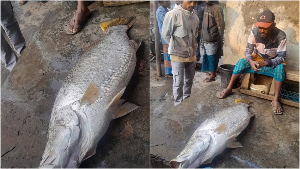 তালতলীর সাগর মোহনায় ভেসে উঠল ২২ কেজির কোরাল