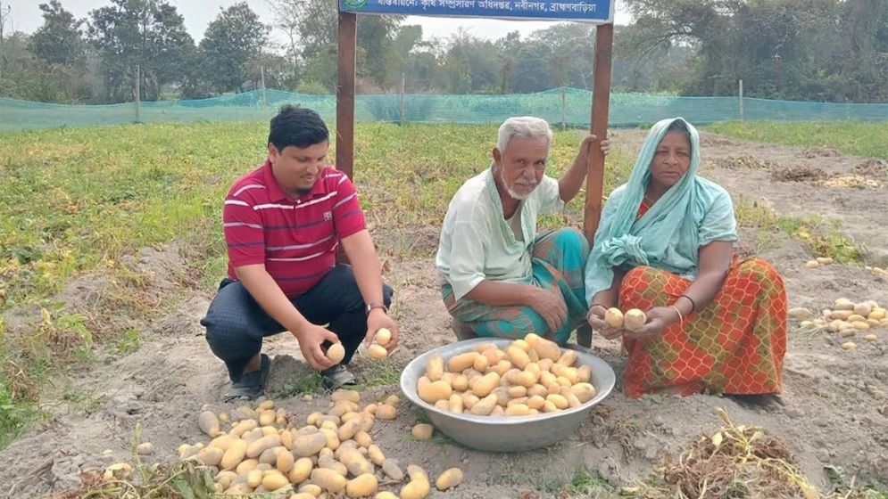 নবীনগরে জনপ্রিয় হয়ে উঠছে সানশাইন জাতের আলু