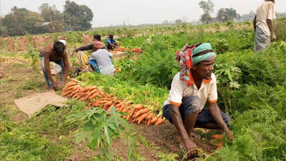 মানিকগঞ্জে গাজরের বাম্পার ফলন, ৯০ কোটি টাকা বিক্রির সম্ভাবনা