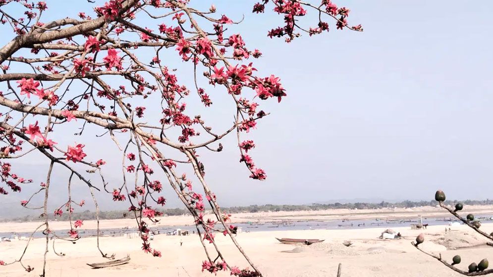 আগুনরাঙা শিমুল বাগান