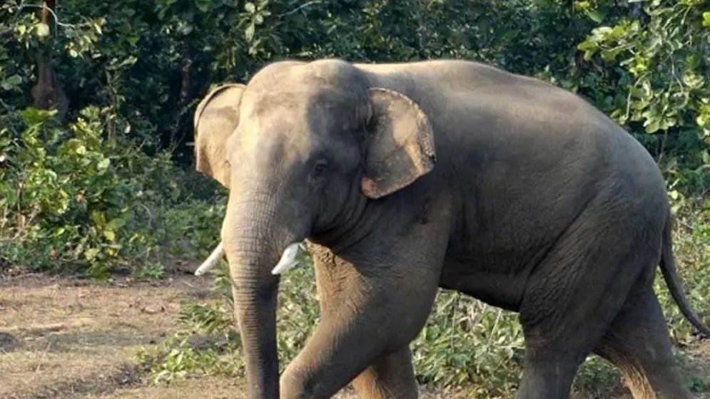 বন্যহাতির আক্রমণে প্রাণ গেল কৃষকের