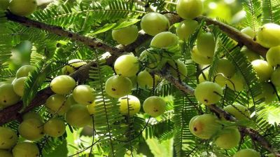 পাকা চুল ঢাকতে ব্যবহার করুন আমলকী