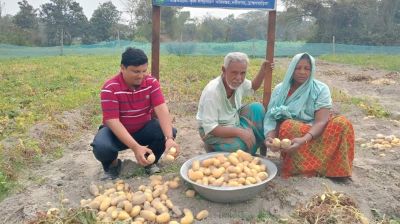 নবীনগরে জনপ্রিয় হয়ে উঠছে সানশাইন জাতের আলু