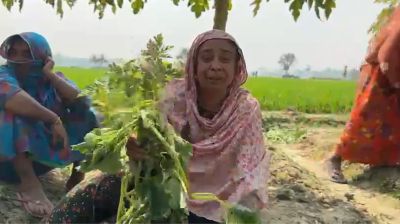 ঝিকরগাছায় রাতের আঁধারে শসাখেত কাটলো দুর্বৃত্তরা