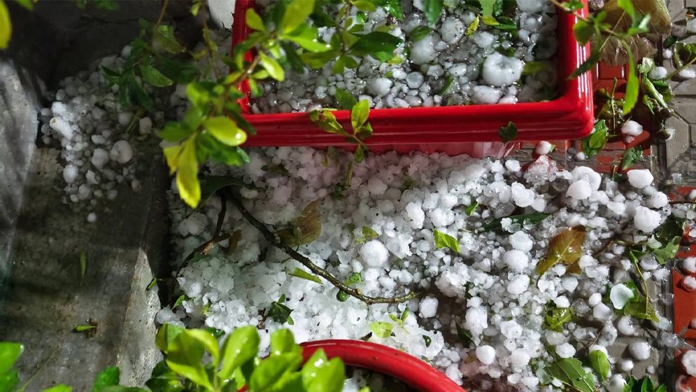 নীলফামারীতে কালবৈশাখী তাণ্ডবে ফসলের ব্যাপক ক্ষতি