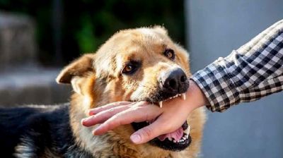 ঈদের দিনে কুকুরের কামড়ে আহত ১১