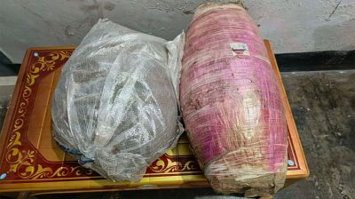 আলুভর্তি পিকআপে বস্তাভর্তি গাঁজা 