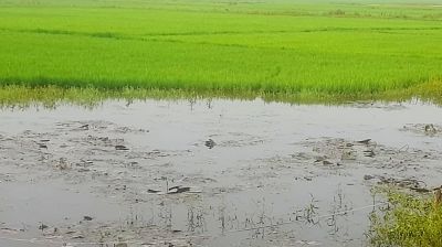 সুনামগঞ্জের জোয়ালভাঙ্গা হাওরের ফসলরক্ষা বাঁধে জলাবদ্ধতা
