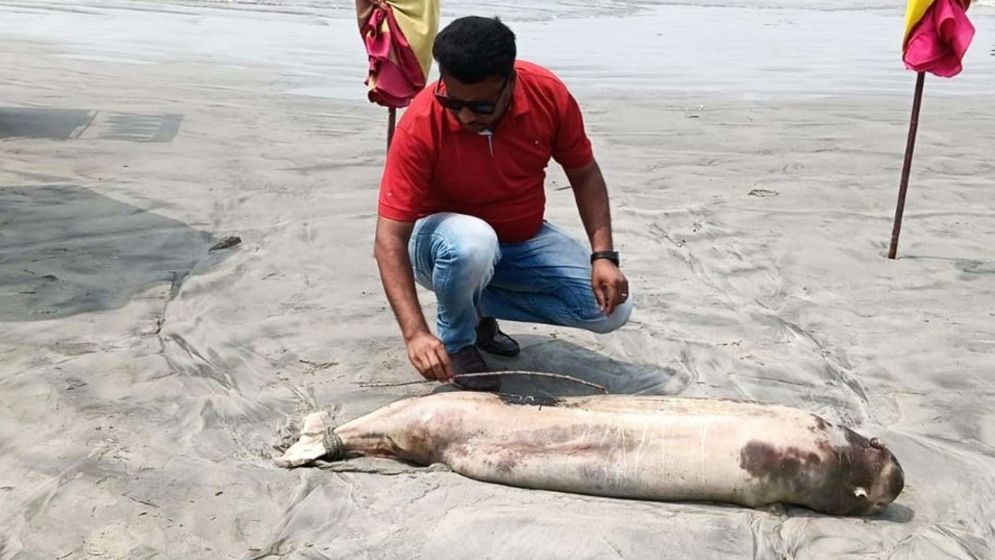 কুয়াকাটায় আবারও ভেসে এলো মৃত ডলফিন