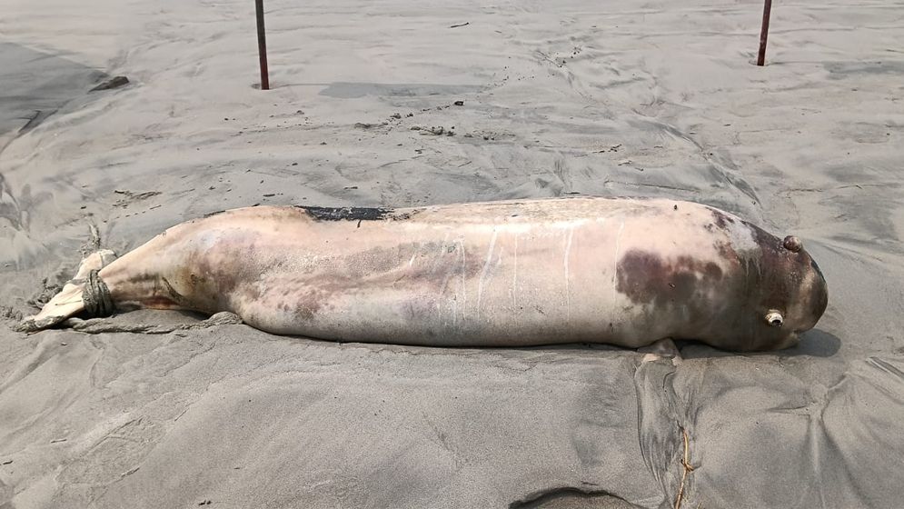 কুয়াকাটা সৈকতে ভেসে এলো মৃত ইরাবতী ডলফিন