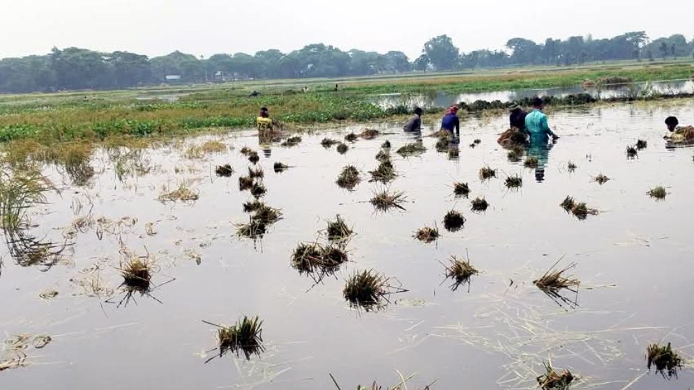 জলাবদ্ধতায় ডুবল ২০২ হেক্টর বোরো ধান