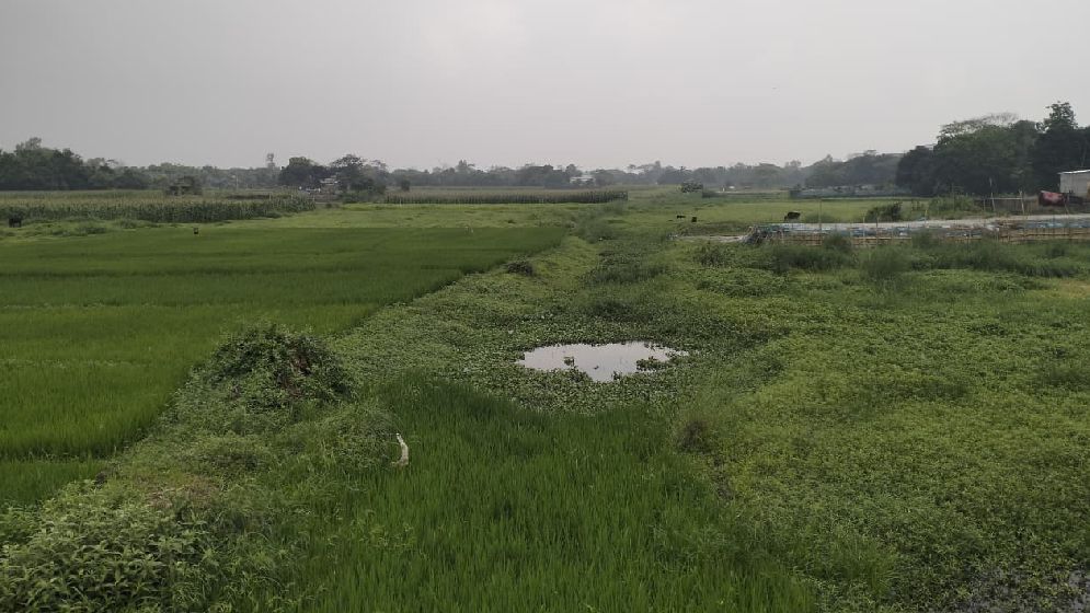 জিয়ার আমলে খনন করা খাল বিলীন, সেচ সংকটে দিশেহারা কৃষক