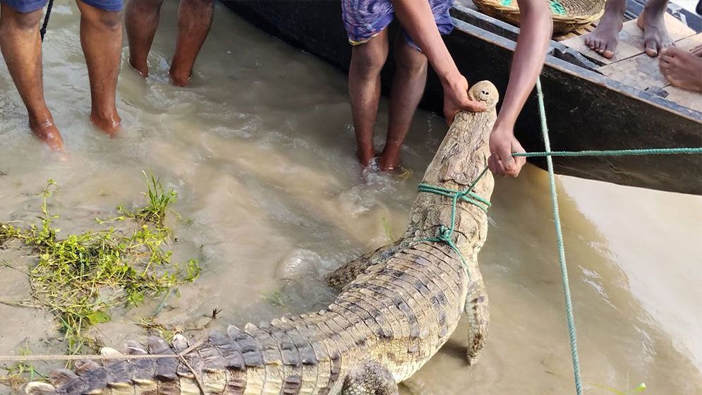 পদ্মায় জেলের বড়শিতে ধরা পড়ল কুমির
