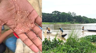 হালদায় নমুনা ডিম ছেড়েছে দেশীয় কার্প জাতীয় মা-মাছ