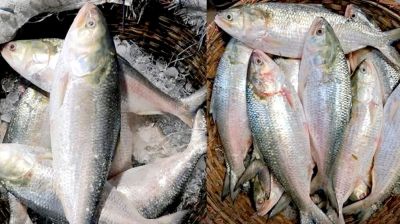 নববর্ষের বাজারে ইলিশে অগ্নিদগ্ধ ক্রেতাদের ক্ষোভ ও অস্বস্তি