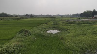 জিয়ার আমলে খনন করা খাল বিলীন, সেচ সংকটে দিশেহারা কৃষক