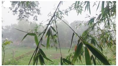 চৈত্র মাসে শীতের ঘন কুয়াশা পঞ্চগড়ে