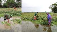 বাম্পার ফলনের আশা ভেস্তে দুশ্চিন্তায় কৃষক