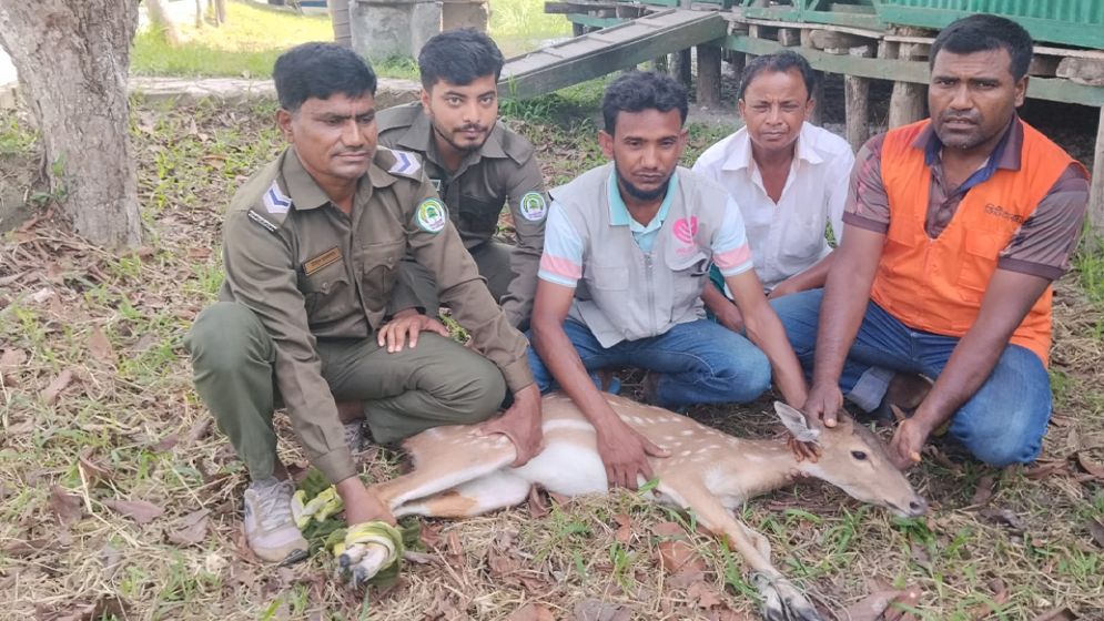 লোকালয়ে ঢুকে পড়া মায়াবী হরিণ উদ্ধার, পরে বনে অবমুক্ত
