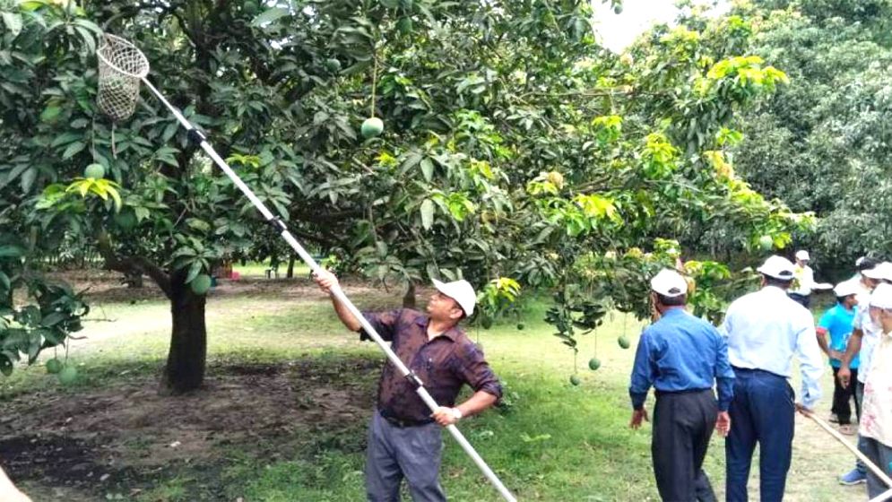 সাতক্ষীরায় চলতি মৌসুমের আম সংগ্রহ শুরু