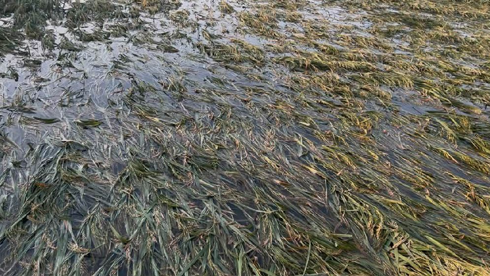 ফসল হারানোর শোকে কৃষকের মৃত্যু