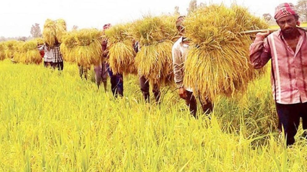 প্রকৃতির রোষ আর প্রশাসনিক অবহেলা, কৃষকের ভাগ্য এখন অনিশ্চিত
