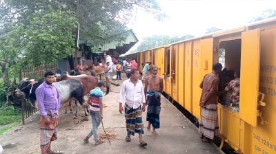 জামালপুর থেকে ট্রেনে ঢাকায় আসবে ১২০০ গরু